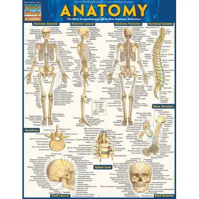 ANATOMY UPDATED - New (SKU: 15362979)