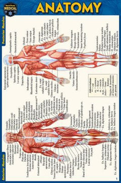 ANATOMY POCKET-SIZED